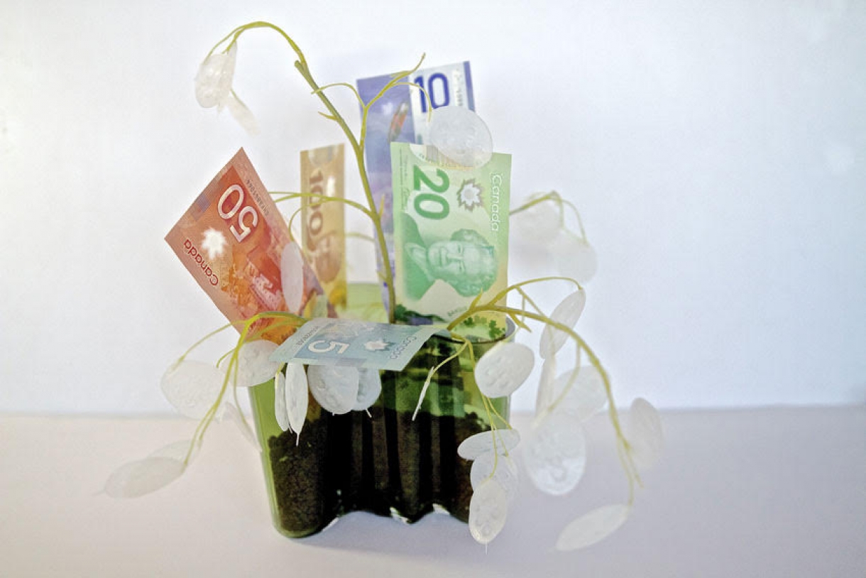 Geld plant